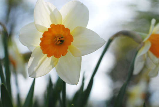 Daffodills,Trearddur Bay, Anglesey